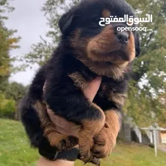  4 Rottweiler puppy for Adoption