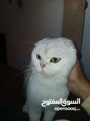  11 قط سكوتش فولد للتزاوج
