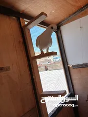  8 حمام للبيع سعر حرق كلهن مكفولة
