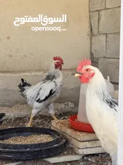  2 ديوك سايكس للبيع
