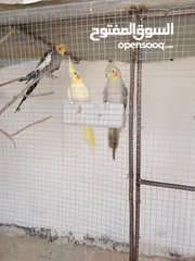  2 عصافير كوكتيل