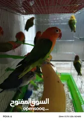  1 فشرات طفرات بلديه كلهم منتجين الفيديو بشرح كلشي
