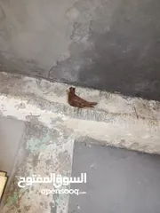  6 حمام زق شي فاخر من الاخر جواز كل جوز بسعره وفي فراخ  جواز مكفوله