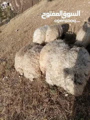  2 خرفان للبيع