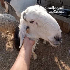  4 خروف نيدي البيع