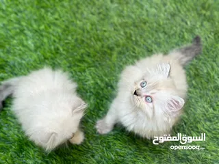  4 قطط للبيع هملايا شييرازي