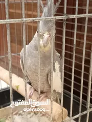  13 جواز كوكتيل بسعر حرق
