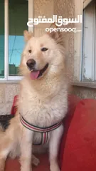  3 كلب هاسكي سيبيري العمر 11شهر انثى