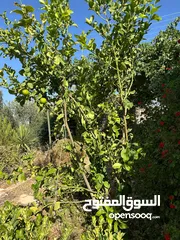  12 مزرعة 10 دونمات مع شاليه و مسبح للبيع