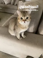  1 قط ذكر للبيع سكوتش ستريت بيور من أصول مسجله مستورده قط تزاوج لتحسين النسل