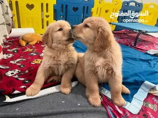  2 Golden retriever