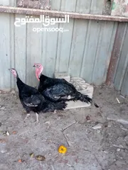  4 جوز حبش ما شاء الله صحه ونضافة