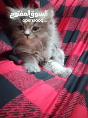  3 قطط سكوتش ستريت مكس شنشيلا
