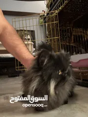  2 قطوه شيرازية للتبني Persian Cat For Adoption