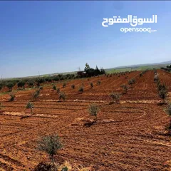  6 ارض في مادبا للبيع
