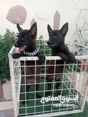  1 متاح جراء بلجم مالينو درايف عالي