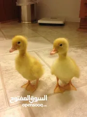  1 متاح بط تركي العمر خمسه ايام