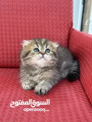  9 ماشاء الله قطط سكوتش فولد احجام ممتازه وصحه كويسه شاهد الوصف كامل