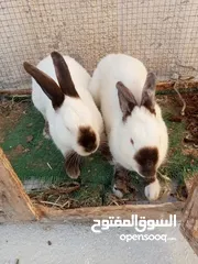  4 جوز ارانب كلفورني شغالات
