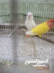  5 love bird pair