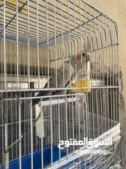  2 عصفور كوكتيل