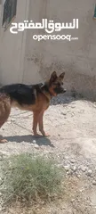 1 كلبه انثى جيرمن