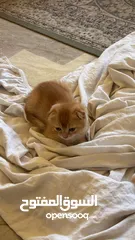  14 Golden and blue folded Scottish cat  جولدين سكوتش فولد عمر ثلاث شهور مستوى خارق