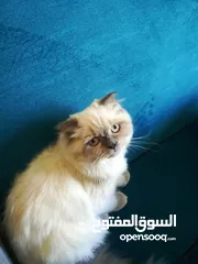  2 قطة سكوتش فولد للبيع