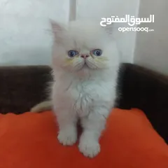  2 قطط هملايا