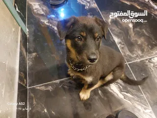  1 جرو روت وايلر العمر 3 شهور أنثى