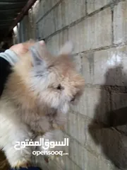  1 ارانب انجورا دم صافي