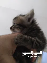  5 قطط  جميلات صغيرات للبيع