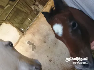  4 مهر عربي اصيل مع اوراق مواليد شهر 4/2025