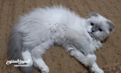  6 سكوتش فولد ذكر و انثى بصحة ممتازة