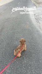  1 Puppy for sale price is negotiable