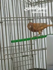  2 طيرة وفحول ومخاليف للبيع التسليم جبل القصور