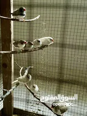  3 عصافير فنقز شغاال 100‎%‎