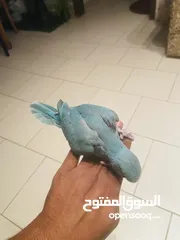  3 Baby Ring Neck Parrot For Sale