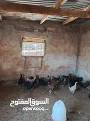  1 دجاج نخب اقرأ الوصف