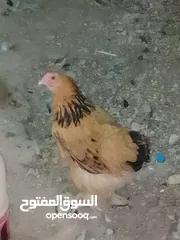  2 بيض براهما+صيصان براهما