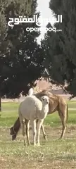  2 بكره للبيع العمر سنه ونص وظحى