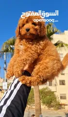  4 toy poodle T_cup  ذكر توي بودل