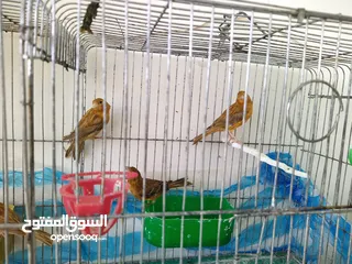  3 كنار  فراخ كراز  وجوز