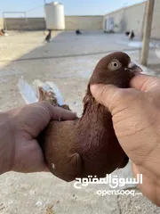  12 كوم حمام للبيع