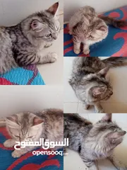  1 انثى شيرازيه للبيع