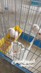  2 متاح جوز روز ابيض عين حمرا شغالات وبجهز لبطن جديد