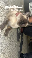  1 قطه سكوتش