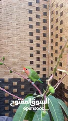  8 Lovebird male 6 months old tamed