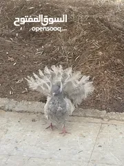  1 حمام هزاز سلك نخب اول