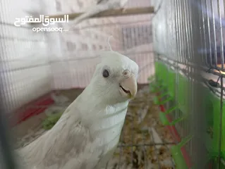  7 كوكتيل فالو وايت فيس